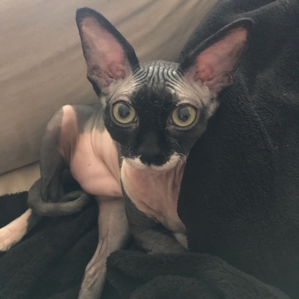 Meet your Posher, Nicki